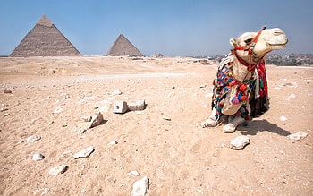 Animals, Camels HD wallpaper