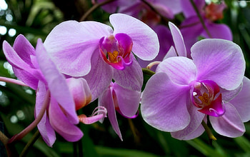 *Gentleness of Purple*, beloved valentines, graphy, colors, spring, gentleness, couple, sweet, lovely still life, beautiful, seasons, creative pre-made, purple, love four seasons, still life, nature, flowers, orchids HD wallpaper