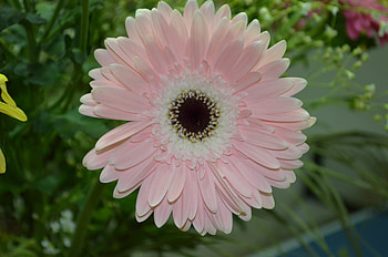 Simple pink flower, pink, simplicity, gerbera, flower HD wallpaper