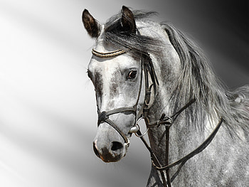 Horse , High-resolution visuals, Equestrian splendor, Detailed ry HD wallpaper