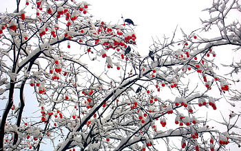 BIRDS on WINTER TREE, winter, birds, snow, tree HD wallpaper