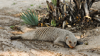 Mongoose , Wildlife beauty, Captivating creature, Agile hunter HD wallpaper