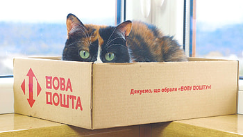 Majestic Cat in Cozy Box, Animal, cat HD wallpaper