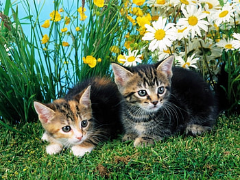 kittens couple in the flower garden, flower garden, animals, couple, cats, kittens HD wallpaper