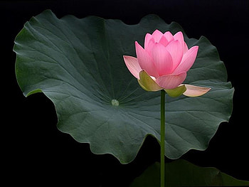 Water Lily, pink, pretty, petals, green, leaf HD wallpaper