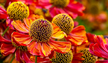 Bunch of Helenium flowers, red, garden, flowers, bunch, beautiful, orange HD wallpaper