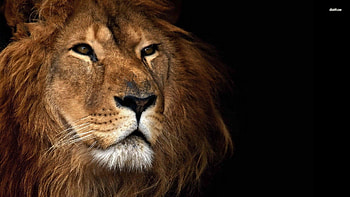 Lion, Animal, Cats HD wallpaper