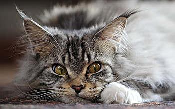 Animals, Cats HD wallpaper