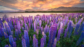 Spring Flowers, lupines, blossoms, clouds, sky, mountains, sunset, lake HD wallpaper