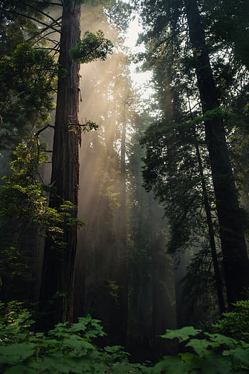 Misty redwood forest with soft sunlight streaming through in California. HD phone wallpaper
