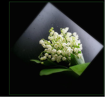 lilly of the valley bouquet, white, bouquet, lilly of the valley, forest, fragrance HD wallpaper
