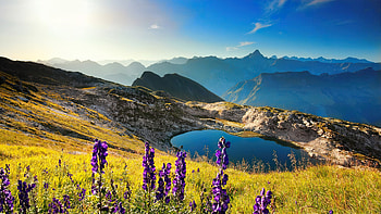 Mountain wildflowers, wildflowers, Alps, slope, view, beautiful, Germany, mountain, lake, sky HD wallpaper