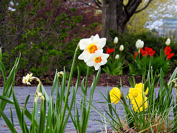 Spring Flowers, graphy, Gardens, Tulips, Flowers, Nature, Spring, Daffodils HD wallpaper