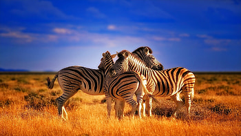 and zebra , for s and Android, High-quality PC and mobile backgrounds, Stunning zebra ry HD wallpaper