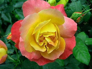 Yellow and Pink Rose, buds, two colors, closeup, rose, leaves, petals, green, nature, flowers HD wallpaper