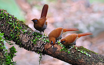 Birds, branch, feather, bird, green, orange HD wallpaper