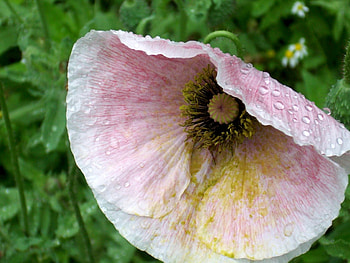 Poppie!, pink, poppy, flower, green, grass, dew HD wallpaper