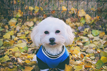 Animals, Dog, Muzzle, Costume, Maltese, Maltese Bolognese HD wallpaper