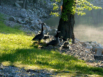 the geese family, goose family, goose, geese HD wallpaper