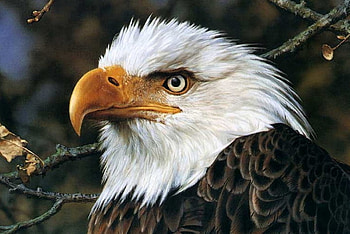 bald eagle, white, eagle, bald, animals HD wallpaper