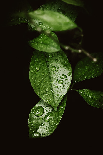 Drops on leaf, macro HD phone wallpaper