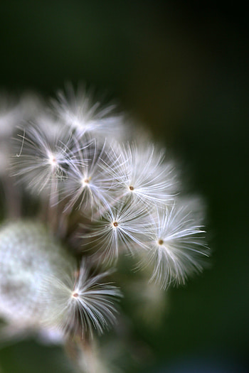 Dandelion, flower, fluffy, close up HD phone wallpaper