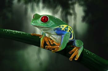 Animals, Branch, Colorful, Colourful, Frog HD wallpaper