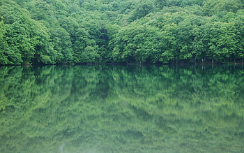 Nature, Rivers, Trees, Reflection HD wallpaper