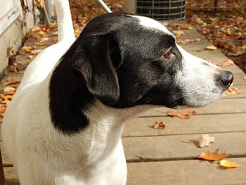 Jack Russell Terrier - Max, Jack Russell terrier, graphy, animals, pets, dogs HD wallpaper