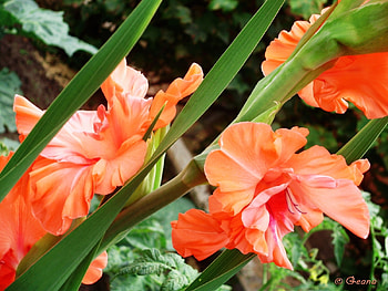 Plants, Flowers, Gladiolus HD wallpaper