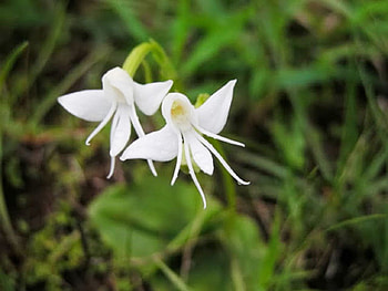 White Angel Orchid, orchid, angel, nature, flowers HD wallpaper