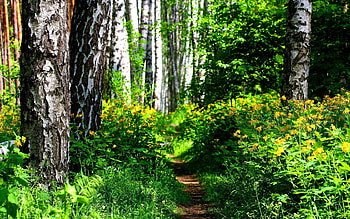 Nature, Trees, Bush, Forest, Vegetation, Path, Trail, Sunny HD wallpaper