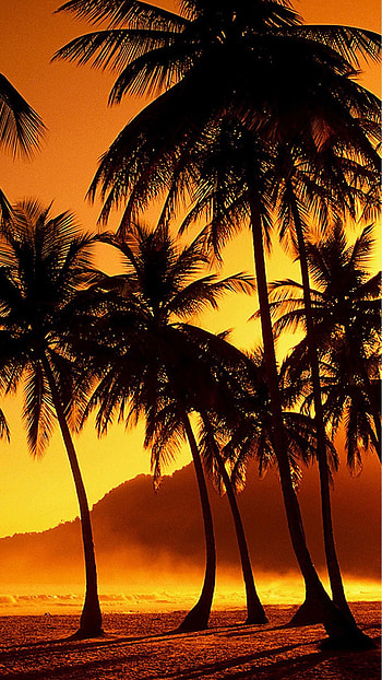 Sunset beach , Coconut grove scenery, , Hawaiian paradise HD phone wallpaper