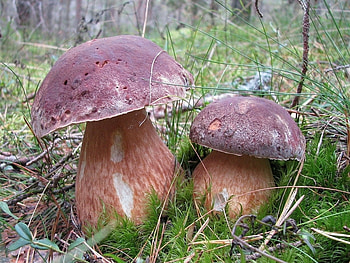 Plants, Mashrooms HD wallpaper