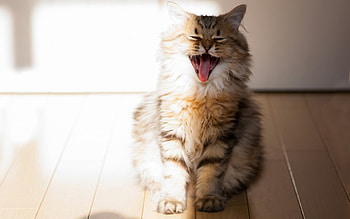 Meow Meow, kitten, sweet, kitty, cats, meow, cute, beautiful, animals, adorable, friends HD wallpaper