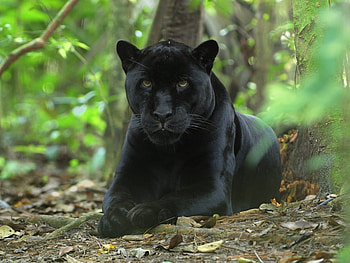 Animals, Panthers HD wallpaper