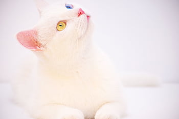 Adorable white cat with distinct heterochromia eyes, looking curious and cute. HD wallpaper