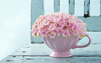 Plants, Flowers, Bouquets HD wallpaper