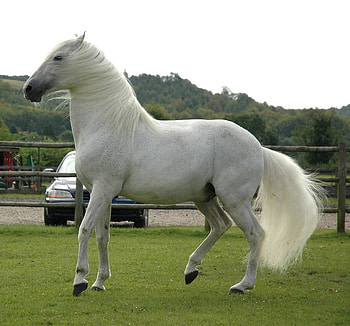 horse, horses, i love horses HD wallpaper