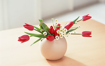 Plants, Flowers, Tulips, Bouquets HD wallpaper