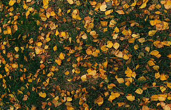Nature, Grass, Autumn, Leaves HD wallpaper
