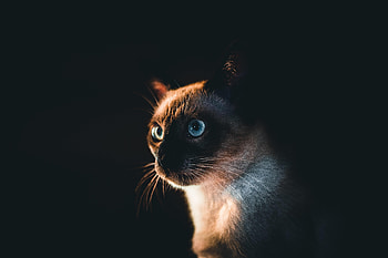 Animals, Dark, Cat, Pet, Sight, Opinion, Siamese Cat HD wallpaper