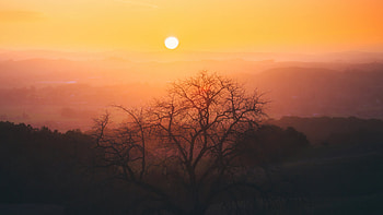 Nature Palette Sunset Glow Amongst Trees, tree, sunset, nature HD wallpaper