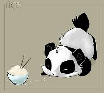 Panda loves rice, rice and panda, rice, panda HD wallpaper