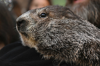 Groundhog Day, Winter prediction, Phil's forecast, Daily Sabah HD wallpaper