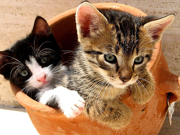 Animals, Pair, Couple, Jug, Toddlers, Kids, Kittens HD wallpaper