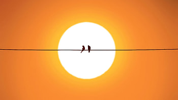 Feathered Friends On Powerlines, birds, silhouette, sunset, minimalism, minimalist, artist, artwork, digital-art HD wallpaper