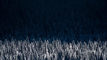Evergreen Pine Shadow Pine Trees, pine, trees, nature, graphy, dark HD wallpaper