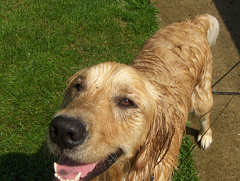 Buddy coolin off, dog, golden, cool HD wallpaper