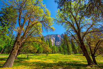 Yosemite National Park, , windows HD wallpaper
